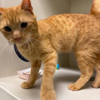 Domestic Short Hair Cats Available for Adoption in Fairport, New York - Andrew | PetCurious