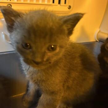 Queen Elizabeth -  Domestic Medium Hair Cat for Adoption in Chattanooga, Tennessee - Queen Elizabeth | PetCurious