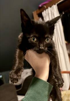 Rescue Domestic Short Hair Cats for Adoption in Port Washington, Wisconsin - Chex | PetCurious