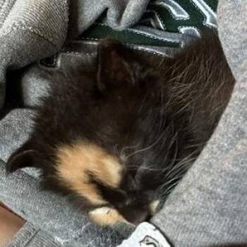 Lila -  Domestic Short Hair Cat for Adoption in San Antonio, Texas - Lila | PetCurious