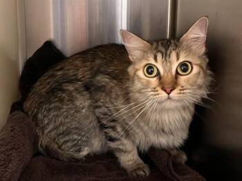 PUFFIN -  Domestic Short Hair Cat for Adoption in Colorado Springs, Colorado - PUFFIN | PetCurious