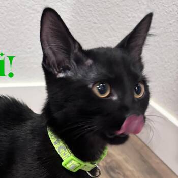 Porcini -  Domestic Short Hair Cat for Adoption in San Diego, California - Porcini | PetCurious