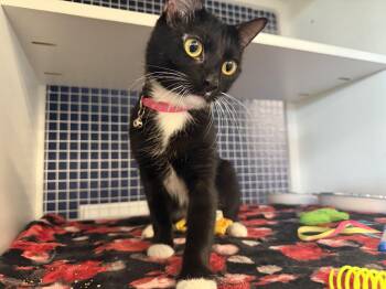 Domestic Short Hair Cats Available for Adoption in Oceanside, California - Katrina | PetCurious