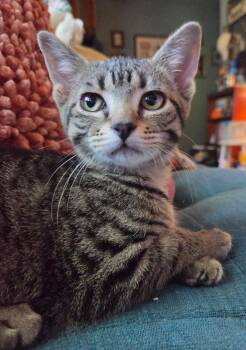 Sugar Maple -  Domestic Short Hair Cat for Adoption in Mokena, Illinois - Sugar Maple | PetCurious