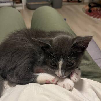 Venmo -  Domestic Short Hair Cat for Adoption in Westminster, California - Venmo | PetCurious
