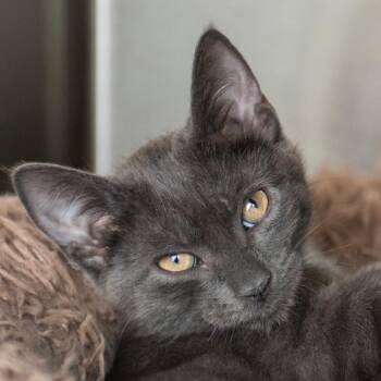Aquidneck -  Domestic Short Hair Cat for Adoption in Middletown, Rhode Island - Aquidneck | PetCurious