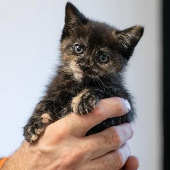 MOCHA-30942 -  Domestic Short Hair Cat for Adoption in Memphis, Tennessee - MOCHA-30942 | PetCurious