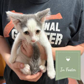 Swiss -  Domestic Short Hair Cat for Adoption in Chico, California - Swiss | PetCurious