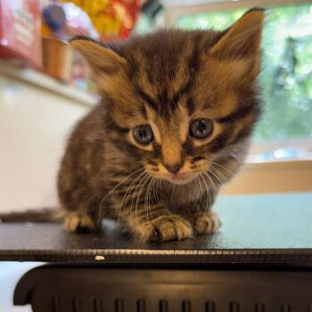Tabasco -  Domestic Short Hair Cat for Adoption in Lake Panasoffkee, Florida - Tabasco | PetCurious