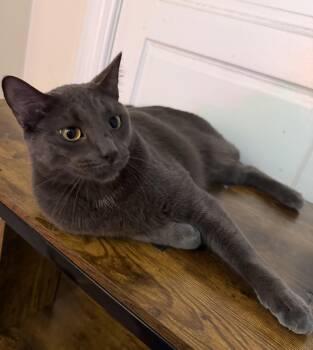 Smokey & Church -  Domestic Short Hair Cat Available for Adoption in Mayfield, New York - Smokey & Church | PetCurious
