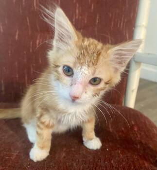Billie -  Domestic Short Hair Cat for Adoption in Pocatello, Idaho - Billie | PetCurious