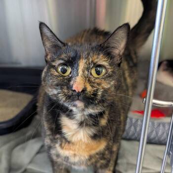 Lady Liberty -  Domestic Short Hair Cat for Adoption in Emporia, Kansas - Lady Liberty | PetCurious