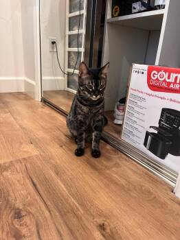 Rescue Bengal and American Shorthair Cats for Adoption in Manhattan Beach, California - Lilo Lilo!! | PetCurious