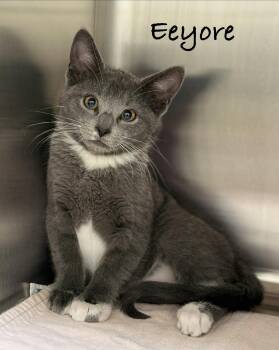 Eeyore -  Domestic Short Hair Cat for Adoption in Pawleys Island, South Carolina - Eeyore | PetCurious