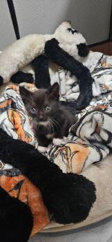 Hayden -  Domestic Short Hair Cat for Adoption in Poplar Grove, Illinois - Hayden | PetCurious