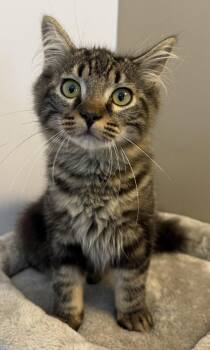 Paul -  Domestic Medium Hair Cat for Adoption in Elkins, West Virginia - Paul | PetCurious