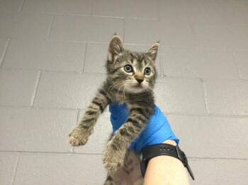 Domestic Short Hair Cats Available for Adoption in Thousand Palms, California - POPPIE | PetCurious
