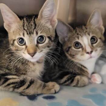 Brittney -  Domestic Short Hair Cat for Adoption in Milan, Illinois - Brittney | PetCurious