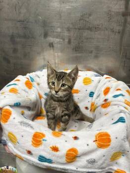 Tabby Cats Available for Adoption in Jurupa Valley, California - Clover  | PetCurious