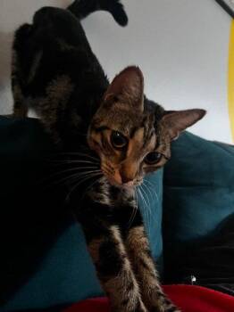 Sabrina -  Domestic Short Hair Cat for Adoption in Orlando, Florida - Sabrina | PetCurious