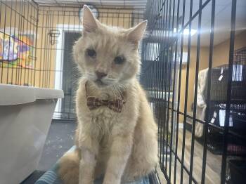 Aiden -  Domestic Medium Hair Cat for Adoption in Pleasantville, New Jersey - Aiden | PetCurious
