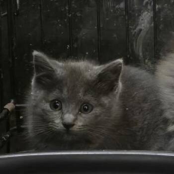 Domestic Medium Hair Cats Available for Adoption - Katya | PetCurious