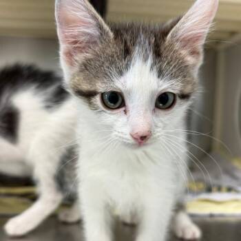 Odysseus -  Domestic Short Hair Cat for Adoption in Norman, Oklahoma - Odysseus | PetCurious