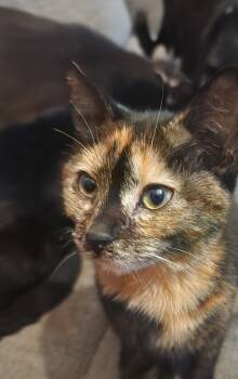 Rescue Tortoiseshell Cats for Adoption in Manchester, Connecticut - Mavis | PetCurious
