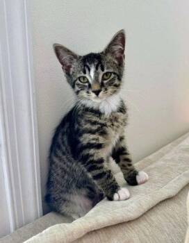 Chick -  Domestic Short Hair Cat for Adoption in Reston, Virginia - Chick | PetCurious