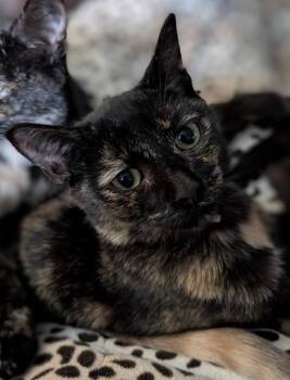 Margo Gru -  Domestic Short Hair Cat for Adoption in Gorham, Maine - Margo Gru | PetCurious