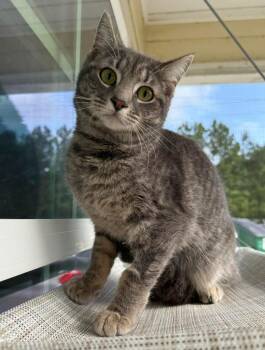 Domestic Short Hair Cats Available for Adoption in Kingsland, Georgia - Red | PetCurious