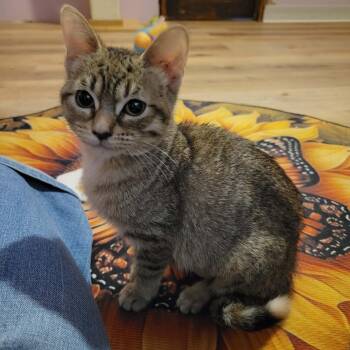 Blue -  Domestic Short Hair Cat for Adoption in Mishawaka, Indiana - Blue | PetCurious