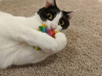 Rescue American Shorthair Cats for Adoption in Hillsboro, Oregon - TESS #1742 - Offered By Owner - Senior | PetCurious