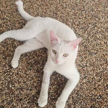 Pearl -  American Shorthair Cat for Adoption in Las Vegas, Nevada - Pearl | PetCurious