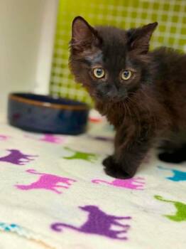 Q-bert -  Domestic Long Hair Cat for Adoption in Gorham, Maine - Q-bert | PetCurious