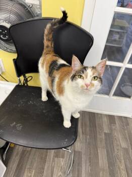 Caramel -  Domestic Short Hair Cat for Adoption in West Mifflin, Pennsylvania - Caramel | PetCurious