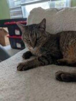 Meowgi -  Domestic Short Hair Cat for Adoption in West Chester, Pennsylvania - Meowgi | PetCurious