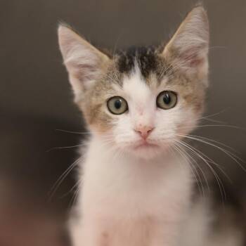 Locust -  Domestic Short Hair Cat for Adoption in Philadelphia, Pennsylvania - Locust | PetCurious