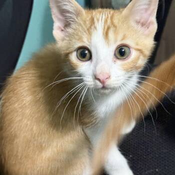 Charlie -  Domestic Short Hair and Tabby Cat for Adoption in Omaha, Nebraska - Charlie | PetCurious