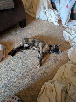Andy -  Tortoiseshell Cat for Adoption in Trinity, North Carolina - Andy | PetCurious