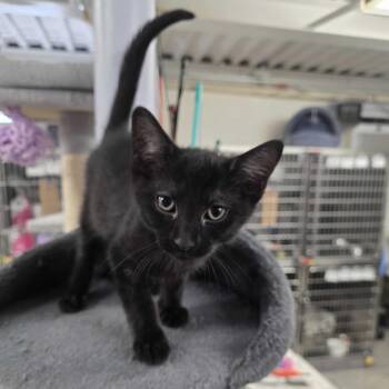 Felix -  Domestic Short Hair Cat for Adoption in Falls Church, Virginia - Felix | PetCurious