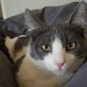 Peppermint -  Domestic Short Hair Cat for Adoption in Las Vegas, Nevada - Peppermint | PetCurious
