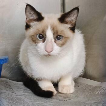 Bandita -  Siamese and Domestic Short Hair Cat for Adoption in Palestine, Texas - Bandita | PetCurious