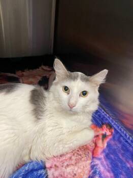 Domestic Long Hair Cats Available for Adoption in Chico, California - Chase | PetCurious