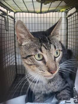 TJ -  Domestic Short Hair Cat for Adoption in San Antonio, Texas - TJ | PetCurious