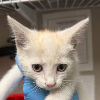 Domestic Short Hair Cats Available for Adoption in Yuma, Arizona - Radisson | PetCurious