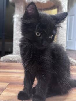 chai -  Domestic Long Hair Cat for Adoption in San Jose, California - Chai | PetCurious