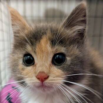 Rescue Dilute Tortoiseshell and Tortoiseshell Cats for Adoption in UNIVERSITY PA, Maryland - Maple | PetCurious