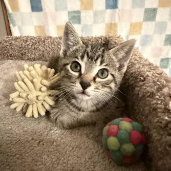Domestic Short Hair Cats Available for Adoption in Martinsville, Indiana - Muffin | PetCurious