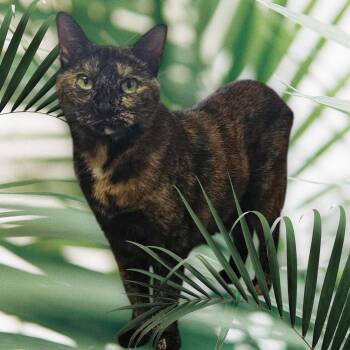 Louise -  Tortoiseshell Cat for Adoption in Chuckey, Tennessee - Louise | PetCurious